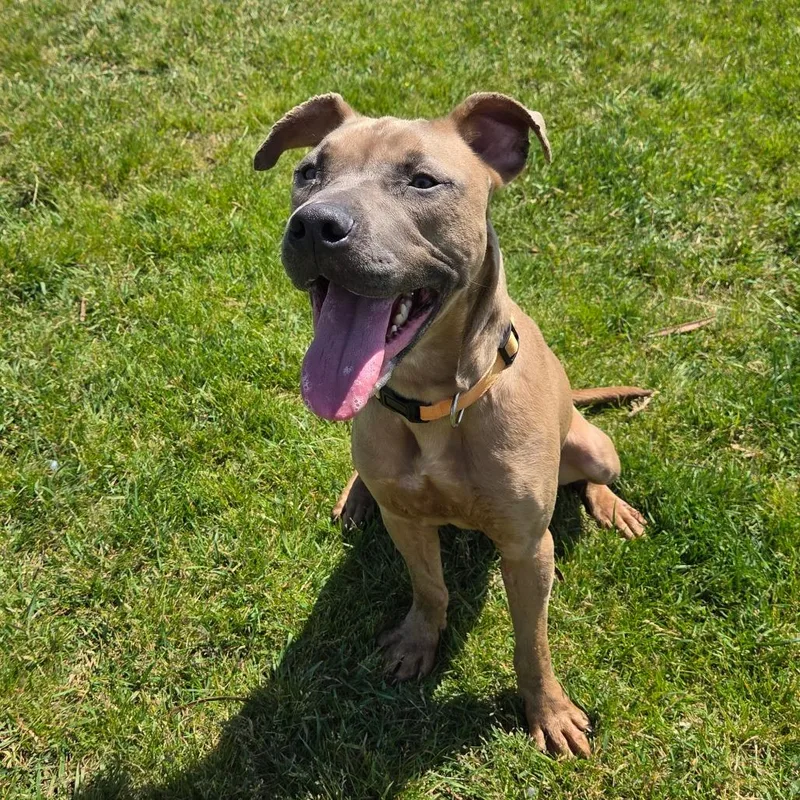 An adult medium-sized male Yellow / Tan / Blond / Fawn Pit Bull Terrier dog named Mozzarella for adoption in Pontiac, IL