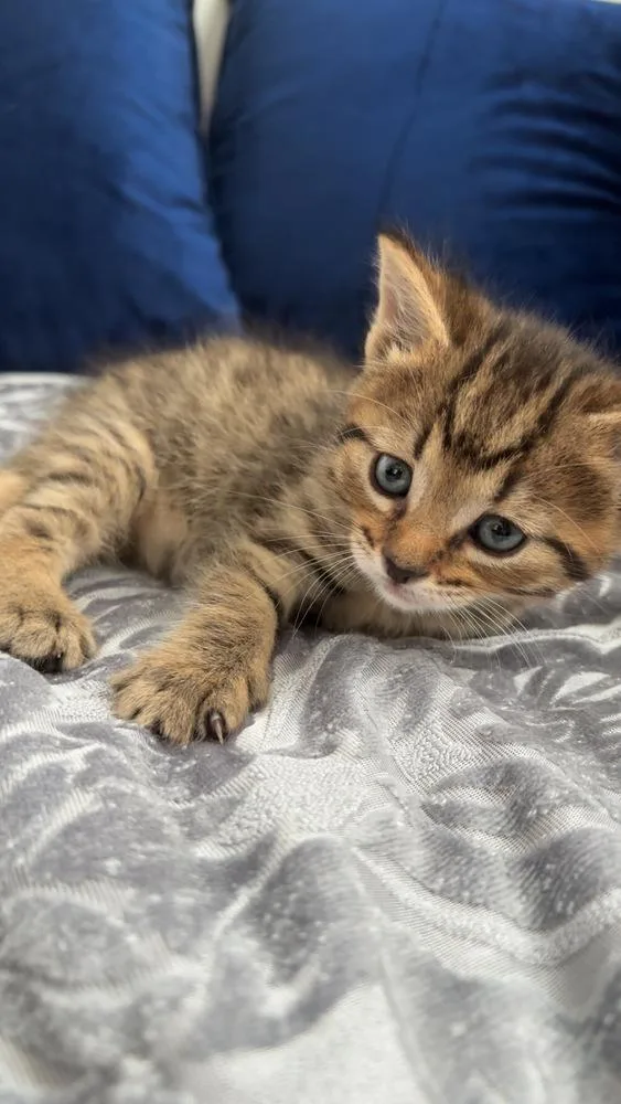 A baby medium-sized male Tabby (Brown / Chocolate) Domestic Short Hair cat named Raymond for adoption in Clinton Township, MI