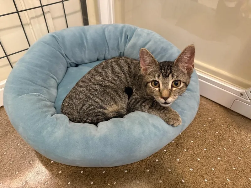 A baby medium-sized female Domestic Short Hair cat named Twix for adoption in Salt Lake City, UT
