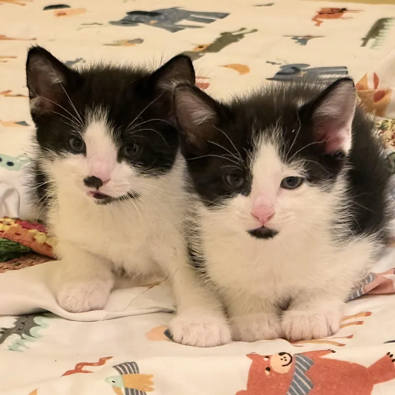 A baby medium-sized male Black & White / Tuxedo Domestic Short Hair cat named Cricket and Cosmo for adoption in Chicago, IL