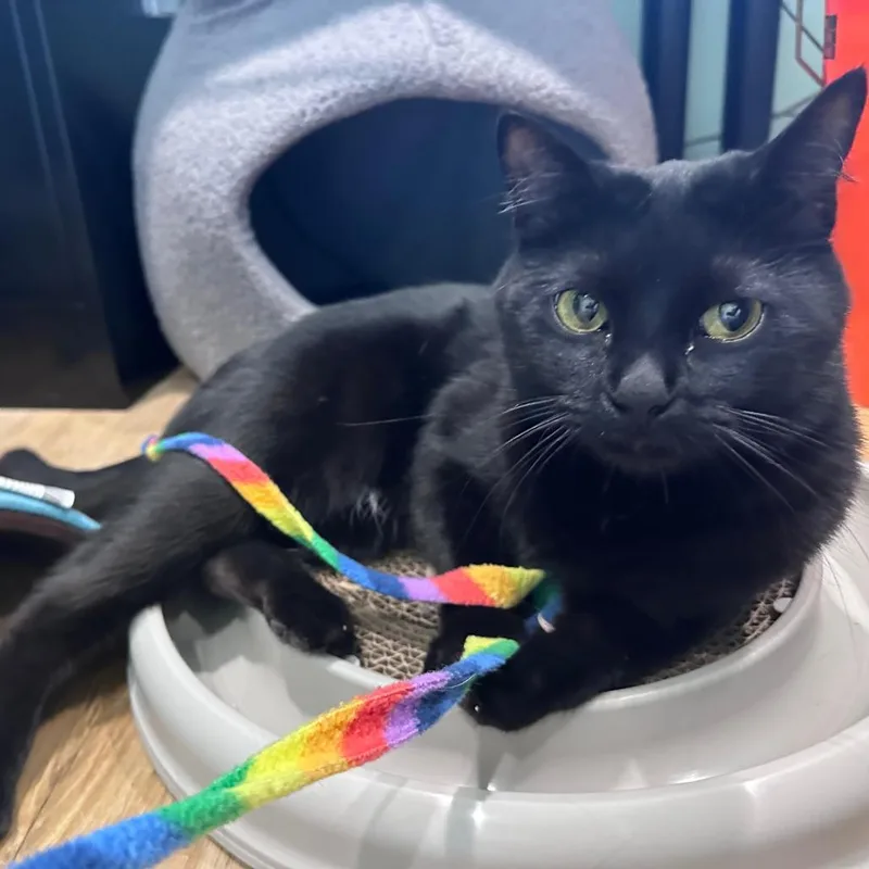 An adult small-sized male Black Domestic Short Hair cat named Charcoal for adoption in Los Angeles, CA