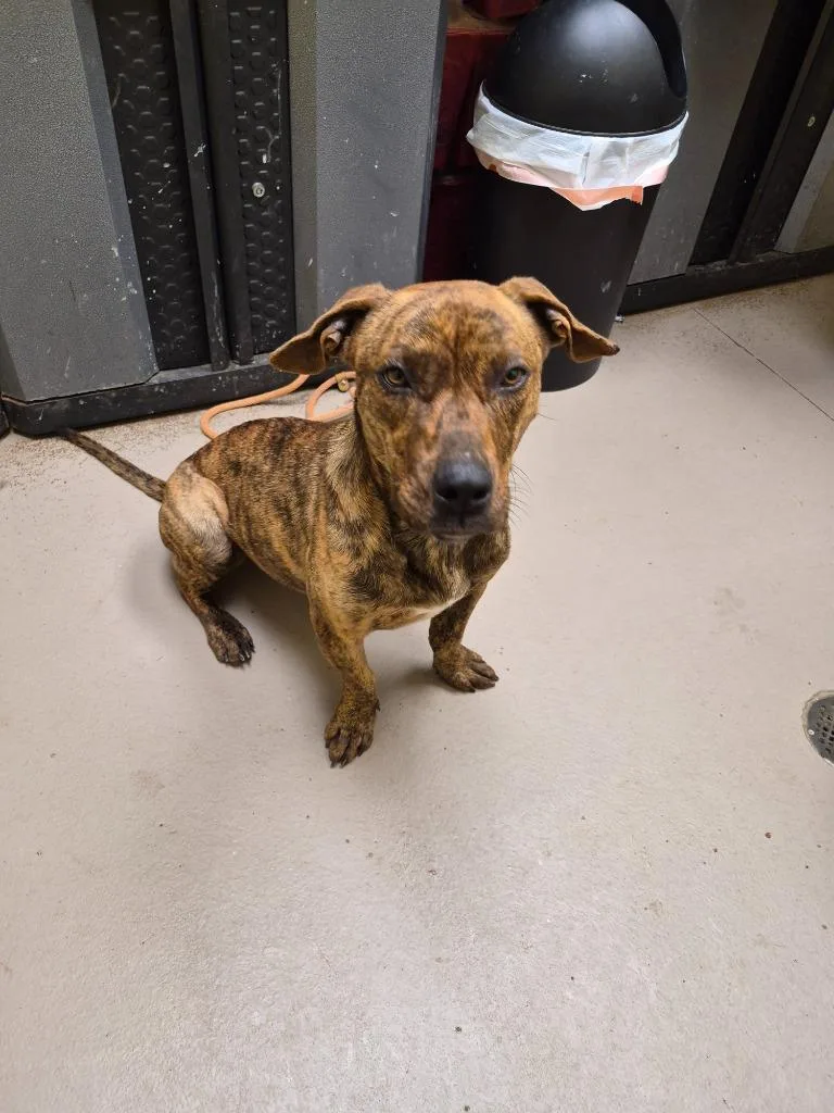 Cranberry Claire thumbnail 3