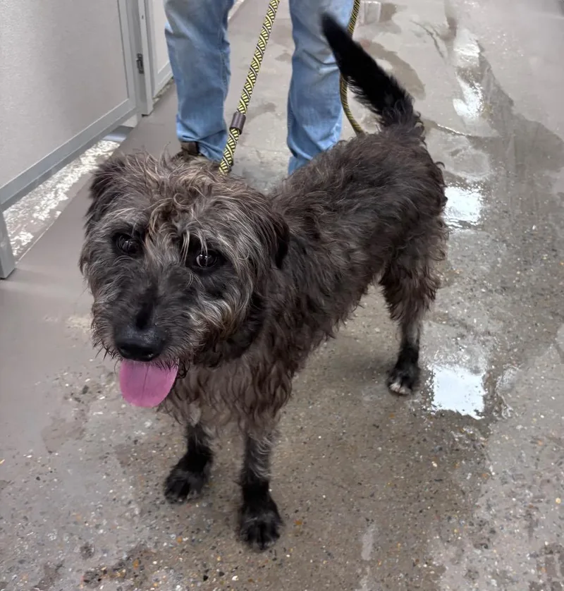 A young medium-sized male Irish Wolfhound dog named Graham Cracker for adoption in Little Rock, AR