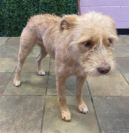 A baby large-sized male Yellow / Tan / Blond / Fawn Terrier dog named 61268646 for adoption in El Paso, TX