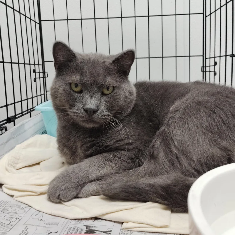 An adult medium-sized male Domestic Short Hair cat named Chicken for adoption in Youngstown, OH