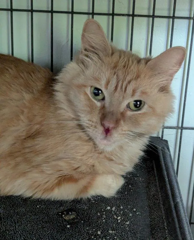 An adult medium-sized female Tabby cat named Sieanna for adoption in Ocala, FL