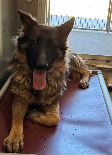 Ranger