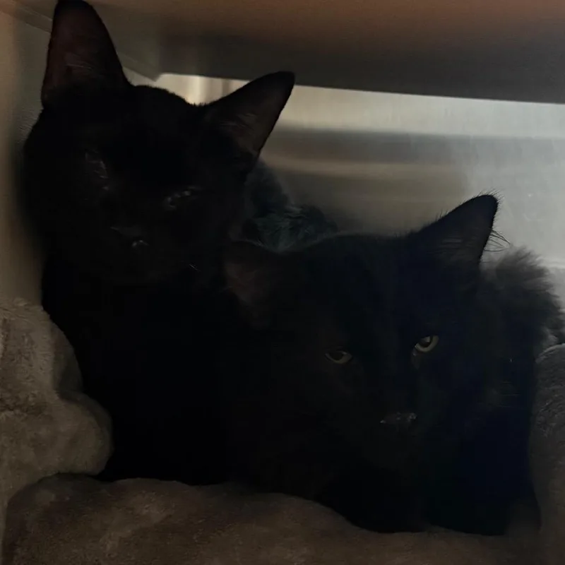 A young small-sized male Black Domestic Medium Hair cat named Lover for adoption in Cedaredge, CO