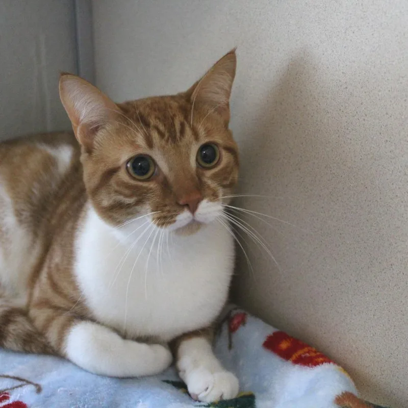 An adult medium-sized male Orange / Red Domestic Short Hair cat named Shrek for adoption in Gloucester, VA