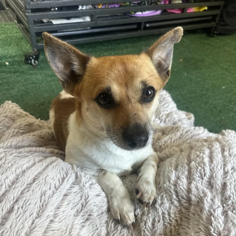 A young small-sized male Chihuahua dog named Buddy for adoption in san mateo, CA