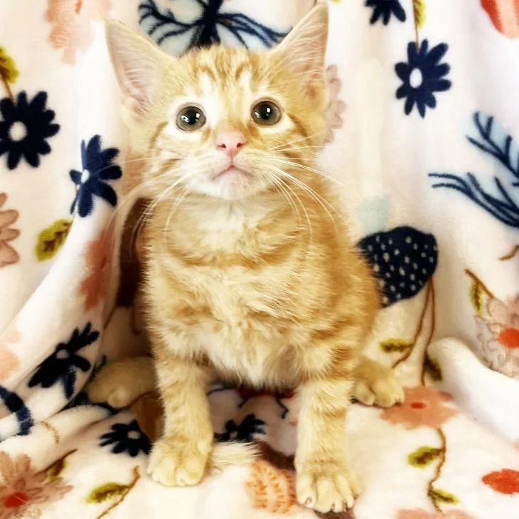 A baby small-sized male Orange / Red Domestic Short Hair cat named Donutz for adoption in Mount Juliet, TN