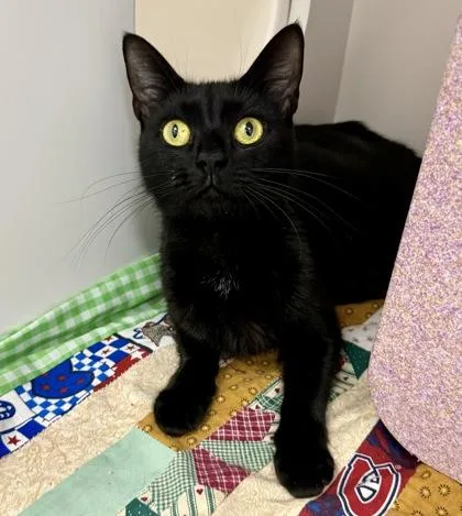 An adult medium-sized female Domestic Short Hair cat named Remy for adoption in Gwinn, MI