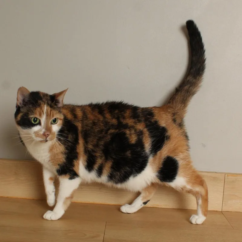 A senior medium-sized female Calico Domestic Short Hair cat named Cleo C for adoption in Minnetonka, MN