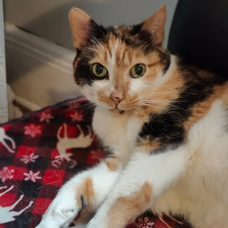 Cleo C thumbnail 2