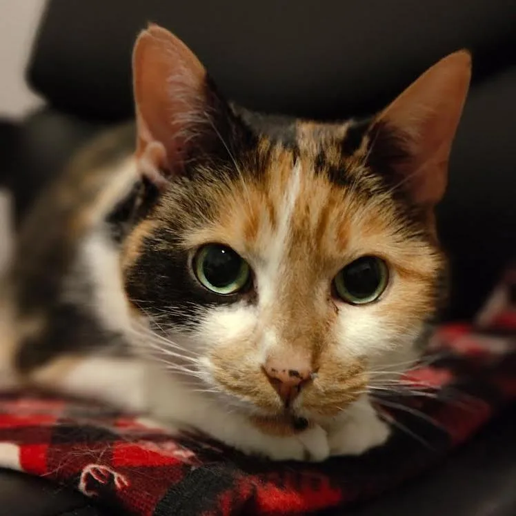 Cleo C thumbnail 3