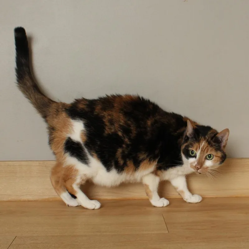 Cleo C thumbnail 5