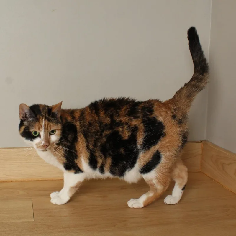 Cleo C thumbnail 6