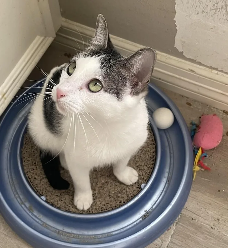 Cameliaportofino Petsmart thumbnail 2