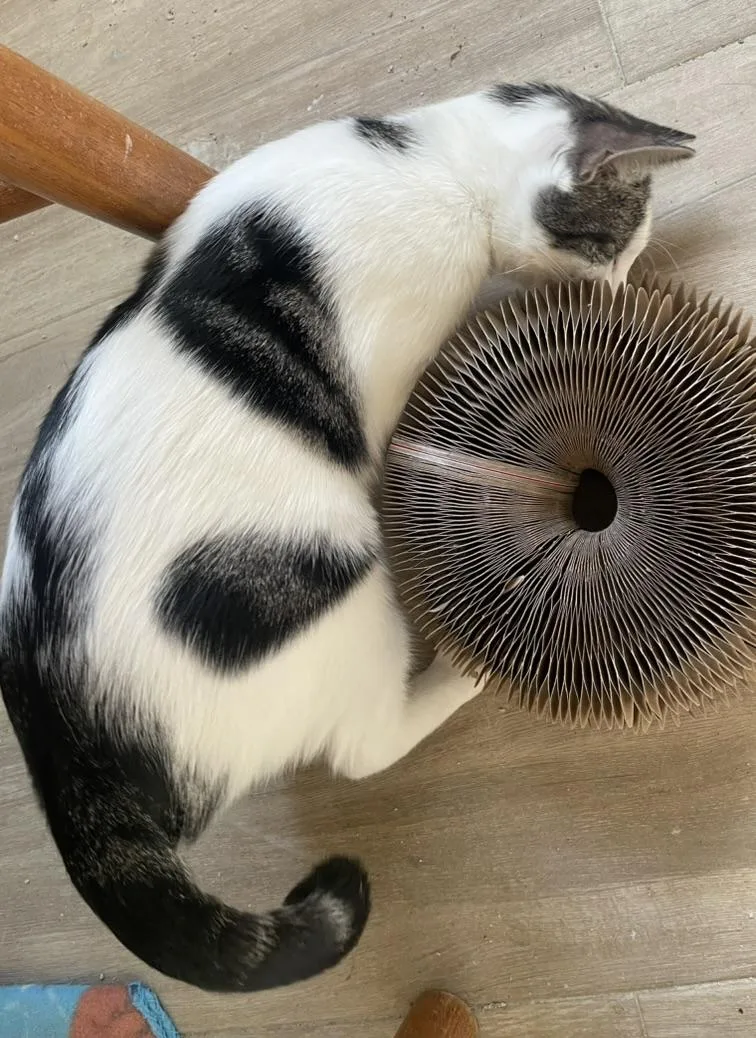 Cameliaportofino Petsmart thumbnail 3