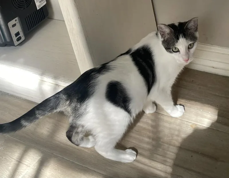 Cameliaportofino Petsmart thumbnail 4