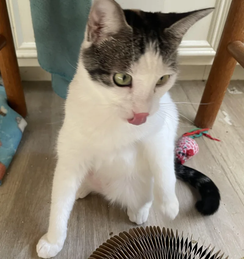 Cameliaportofino Petsmart thumbnail 5