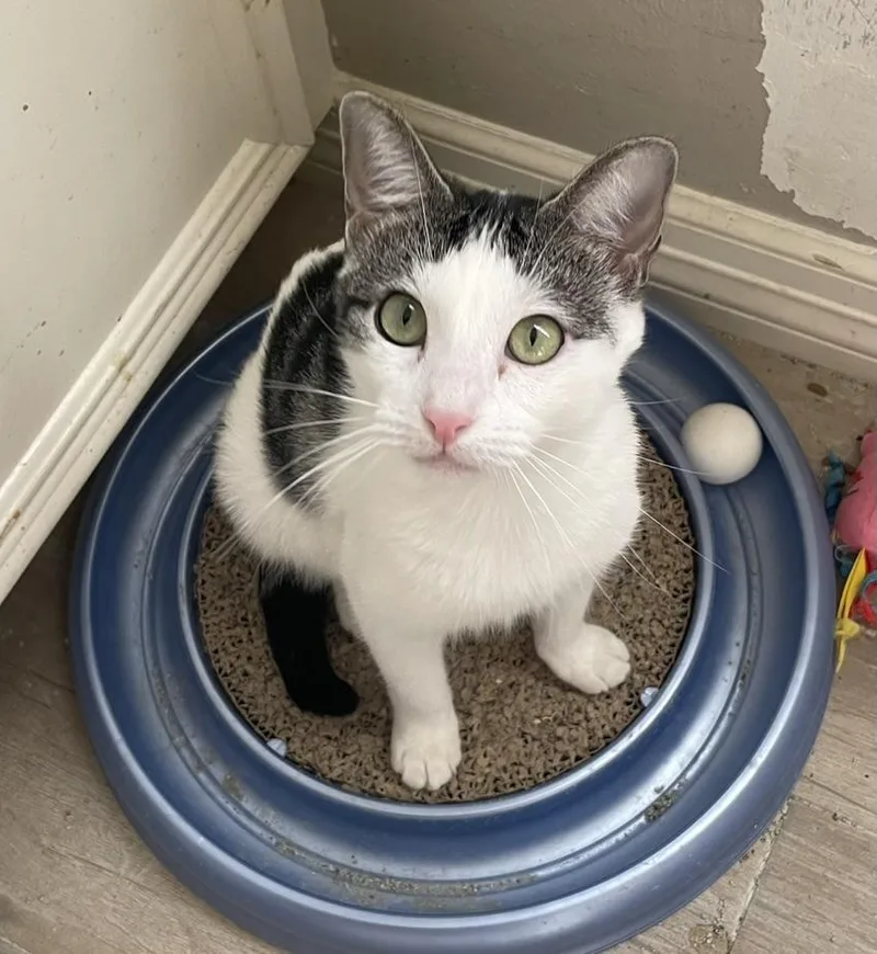 Cameliaportofino Petsmart