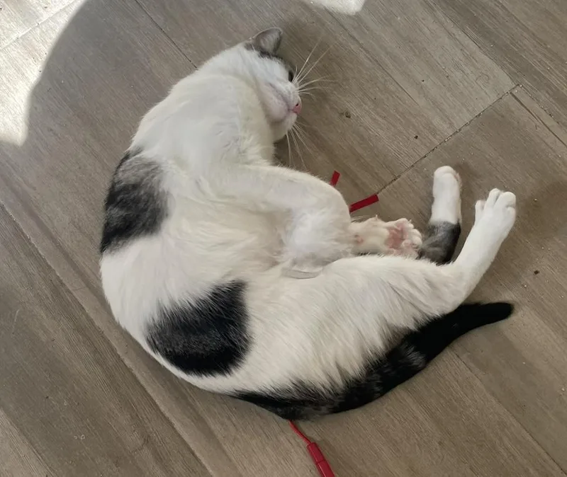 Cameliaportofino Petsmart thumbnail 6