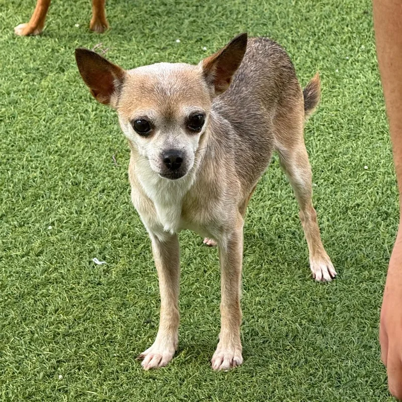 An adult small-sized male Chihuahua dog named Robert for adoption in LOXAHATCHEE, FL