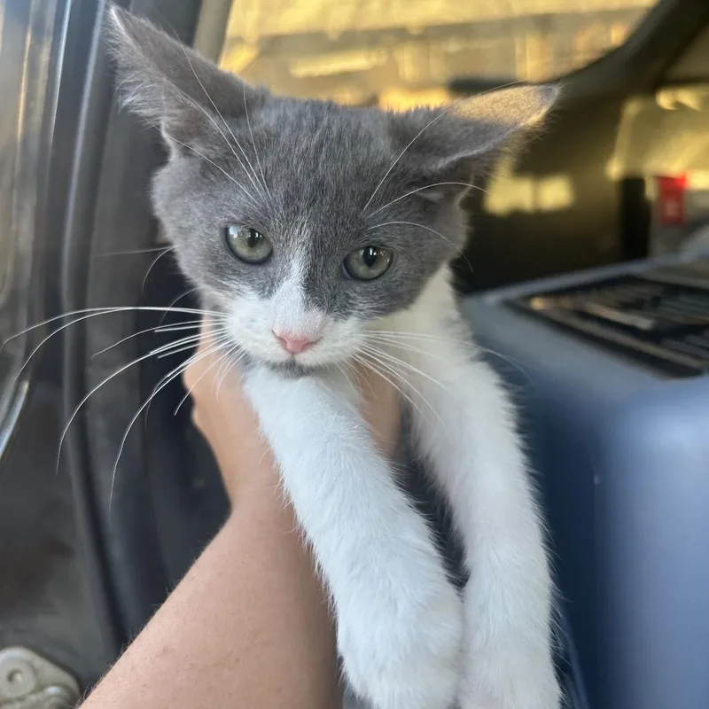 A baby small-sized male Gray / Blue / Silver Domestic Short Hair cat named Monday for adoption in Hemet, CA