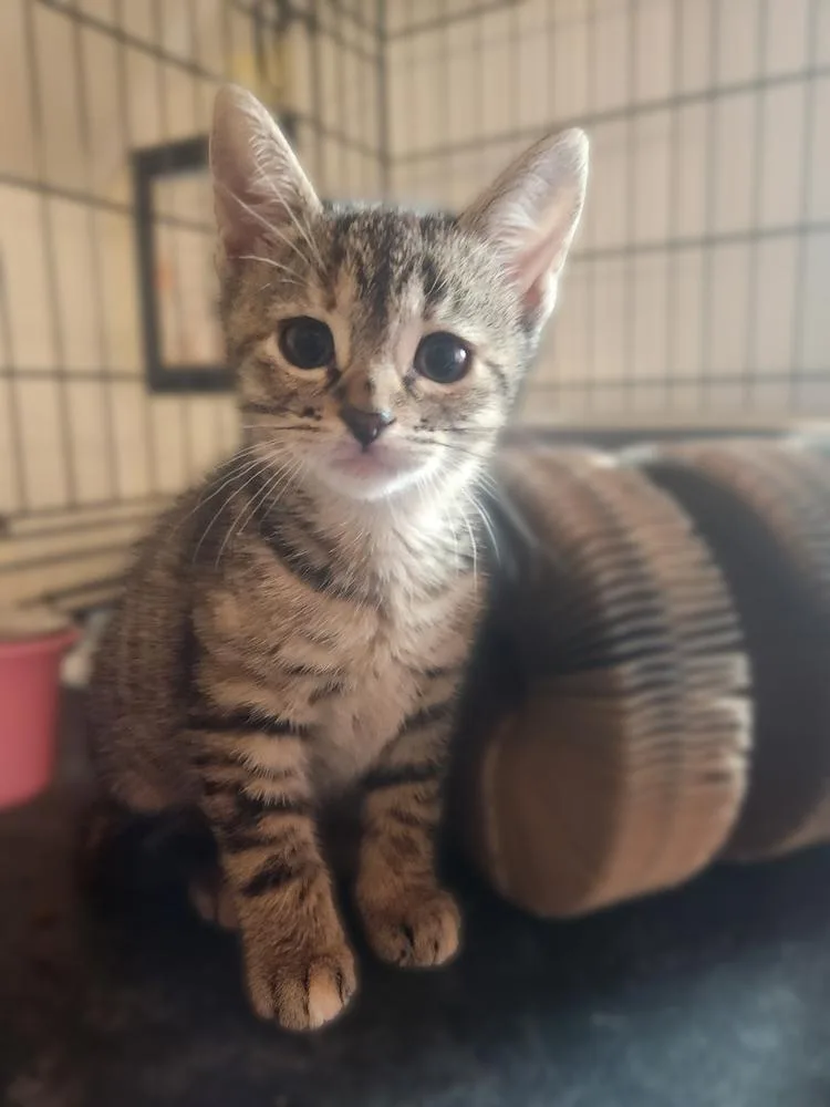 A baby small-sized female Domestic Short Hair cat named Raine for adoption in Mount Laurel, NJ