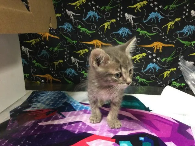 A baby small-sized male Domestic Short Hair cat named Libra for adoption in Riverside, CA