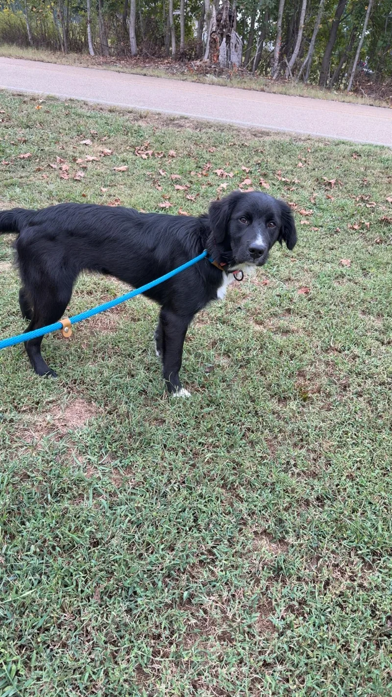 A baby medium-sized female Golden Retriever dog named Pennie for adoption in Covington, TN