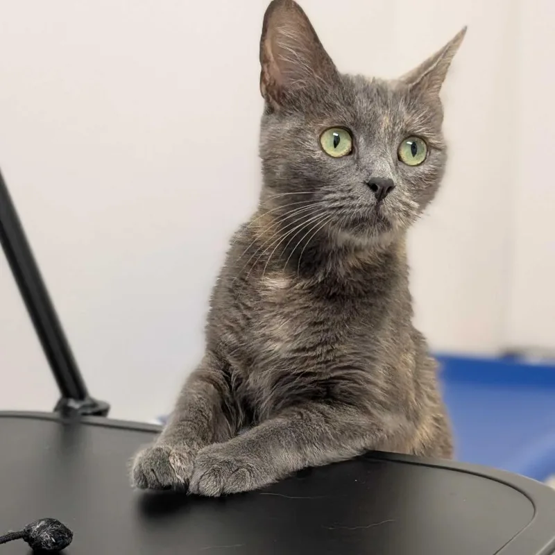A young medium-sized female Domestic Short Hair cat named Jackie for adoption in Sunnyvale, CA