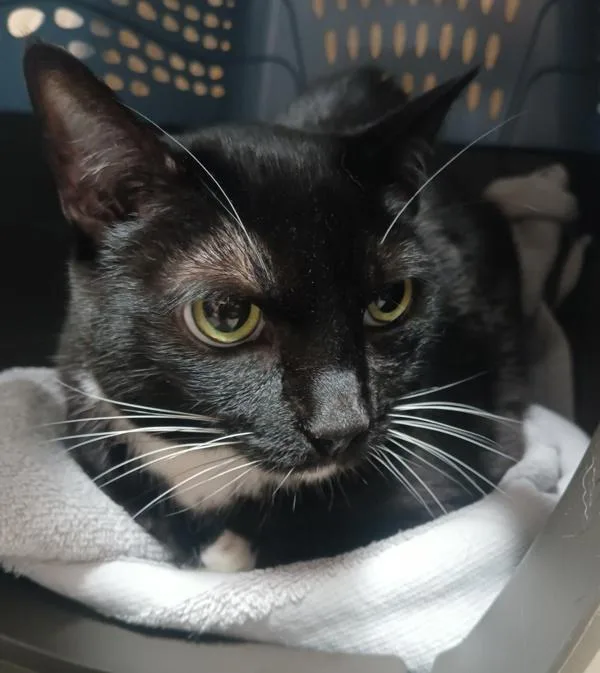 An adult medium-sized female Domestic Short Hair cat named Bonita for adoption in El Cajon, CA