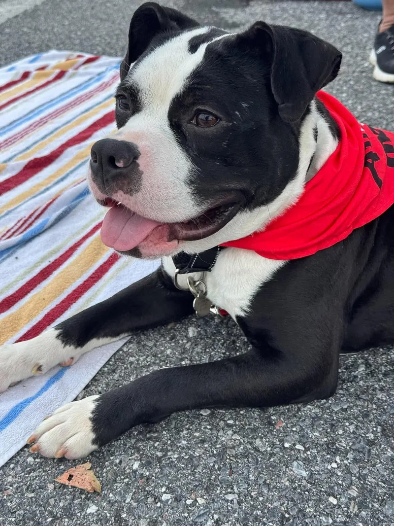 A young medium-sized male Pit Bull Terrier dog named Midnight for adoption in Rockville, MD