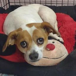 A senior small-sized male Yellow / Tan / Blond / Fawn Chihuahua dog named Mikey for adoption in Newport, NC