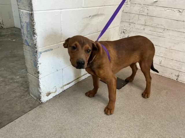 A young small-sized male Rhodesian Ridgeback dog named Jaeger for adoption in San Bernardino, CA