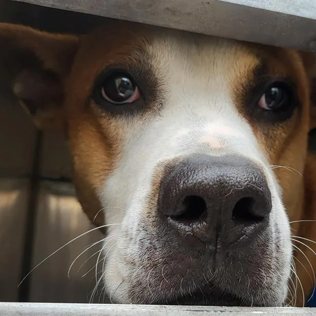 A young large-sized male Boxer dog named Winston for adoption in San Antonio, TX