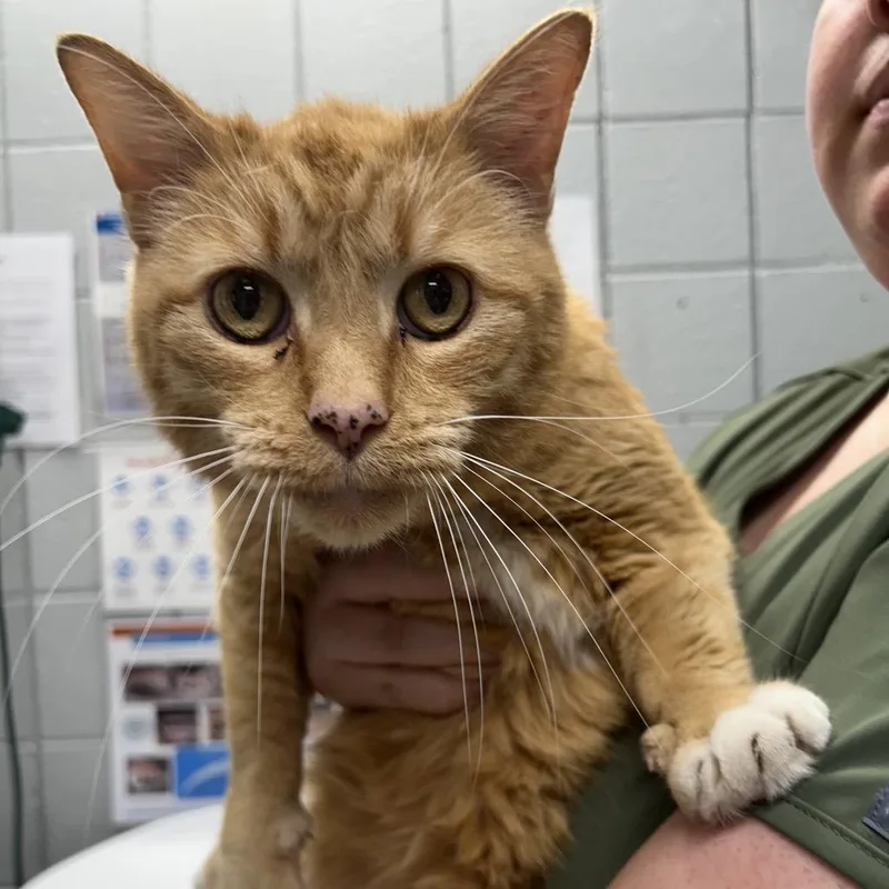 A senior large-sized male Black Domestic Short Hair cat named Molecule for adoption in West Olive, MI