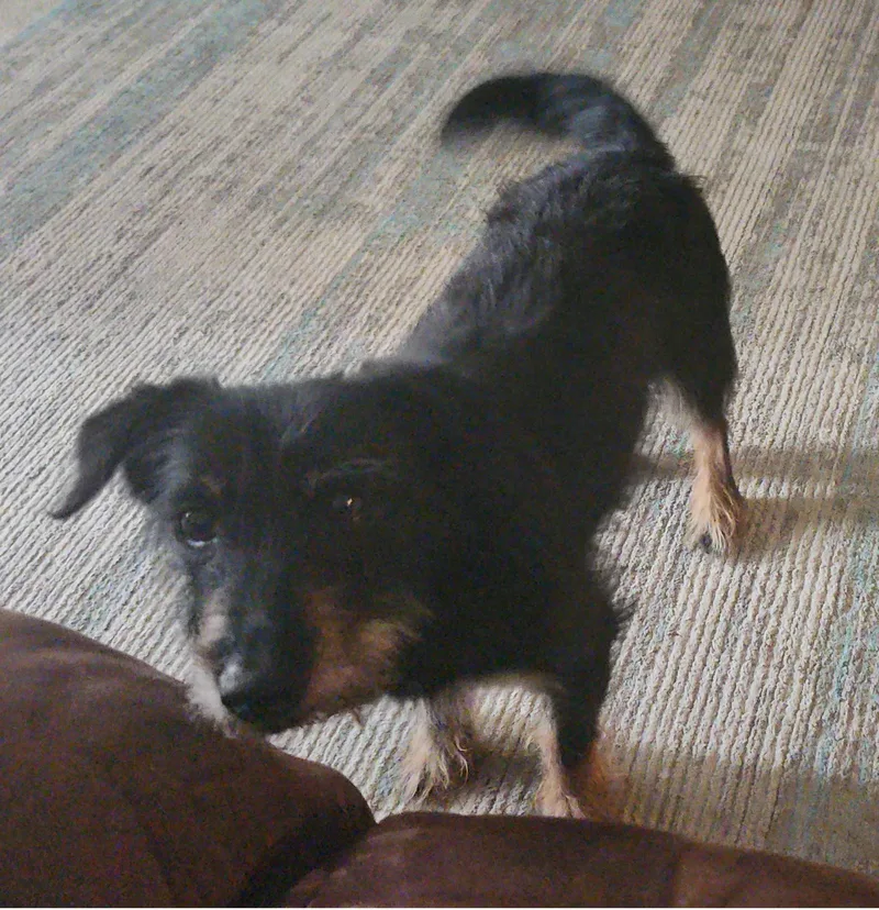 A senior small-sized male Black Schnauzer dog named Kd for adoption in Irmo, SC