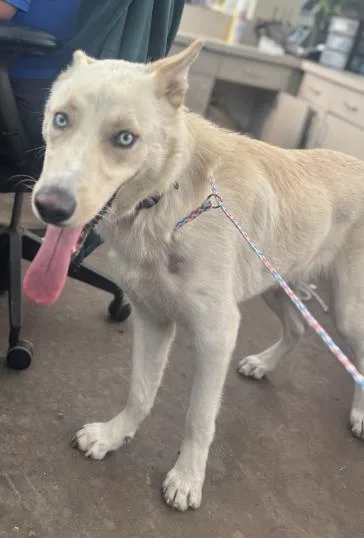 A young large-sized male Mixed Breed dog named Bolt for adoption in Dallas, TX