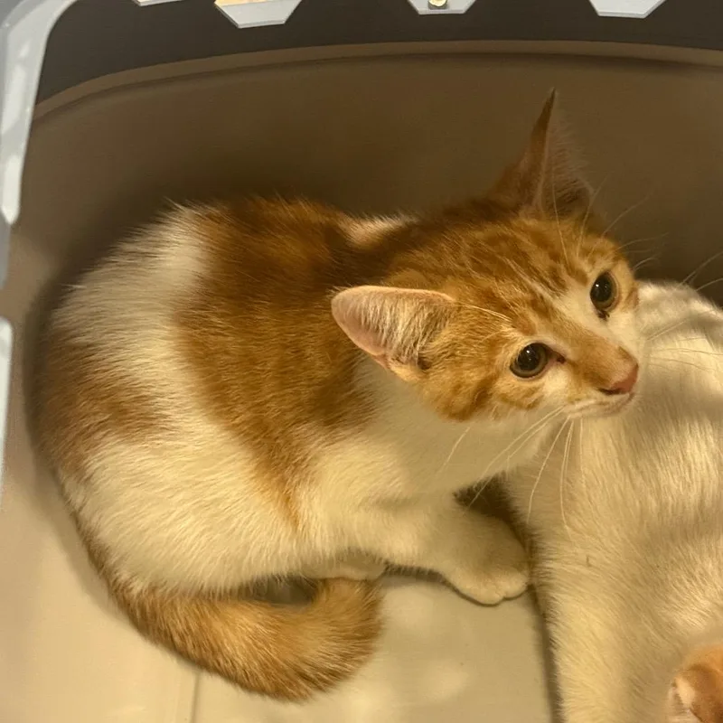 A baby small-sized male Orange / Red Domestic Short Hair cat named Spritz for adoption in Charlottesville, VA