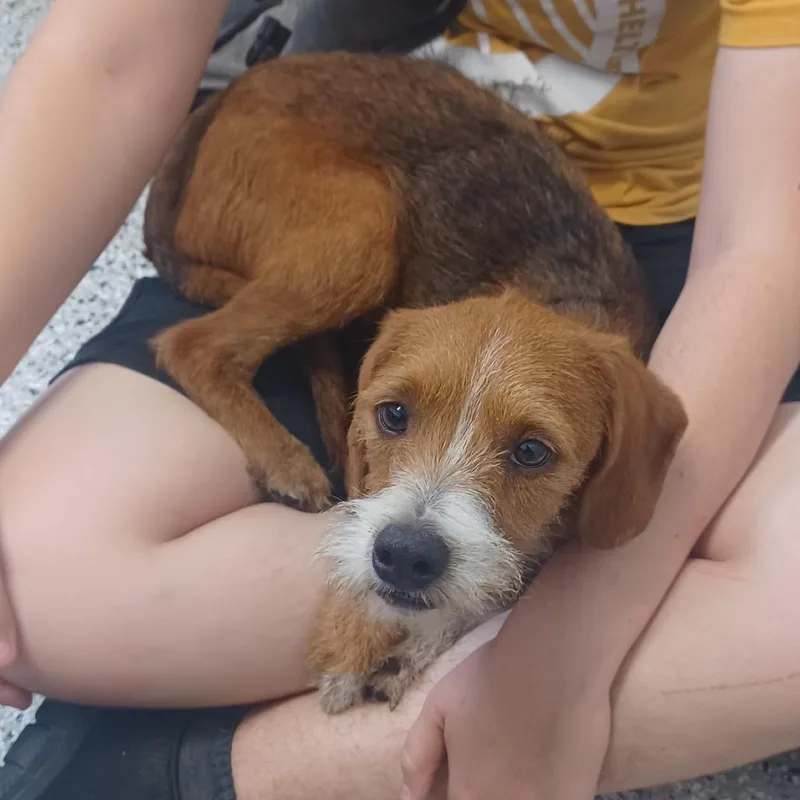 A young small-sized male Red / Chestnut / Orange Jack Russell Terrier dog named Vegeta for adoption in Hattiesburg, MS