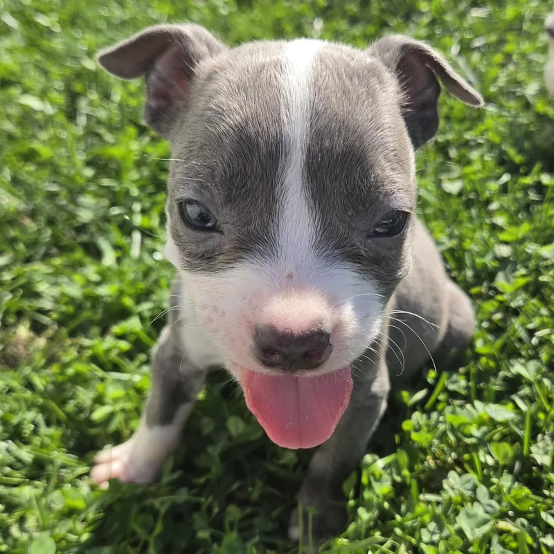 A baby medium-sized male Gray / Blue / Silver Pit Bull Terrier dog named Phantom for adoption in Wyandotte, MI
