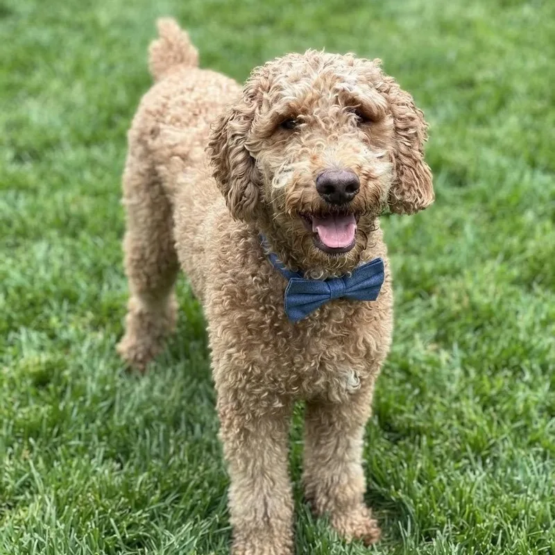An adult medium-sized male Apricot / Beige Standard Poodle dog named Ed Sheeran for adoption in Las Vegas, NV