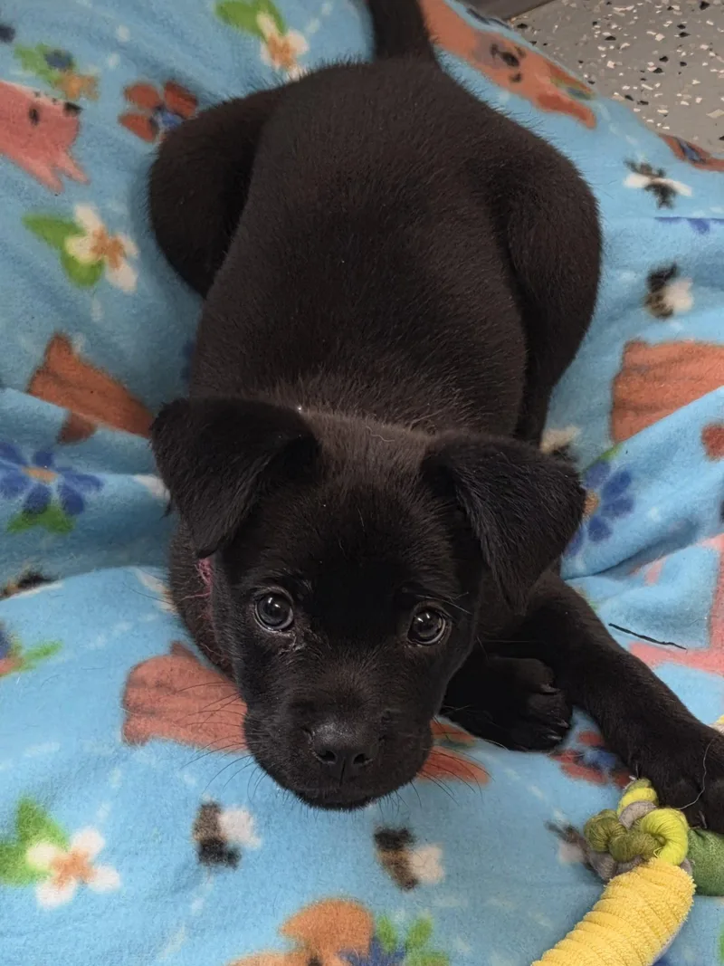 A baby medium-sized female Labrador Retriever dog named Piper for adoption in Greenville, IL