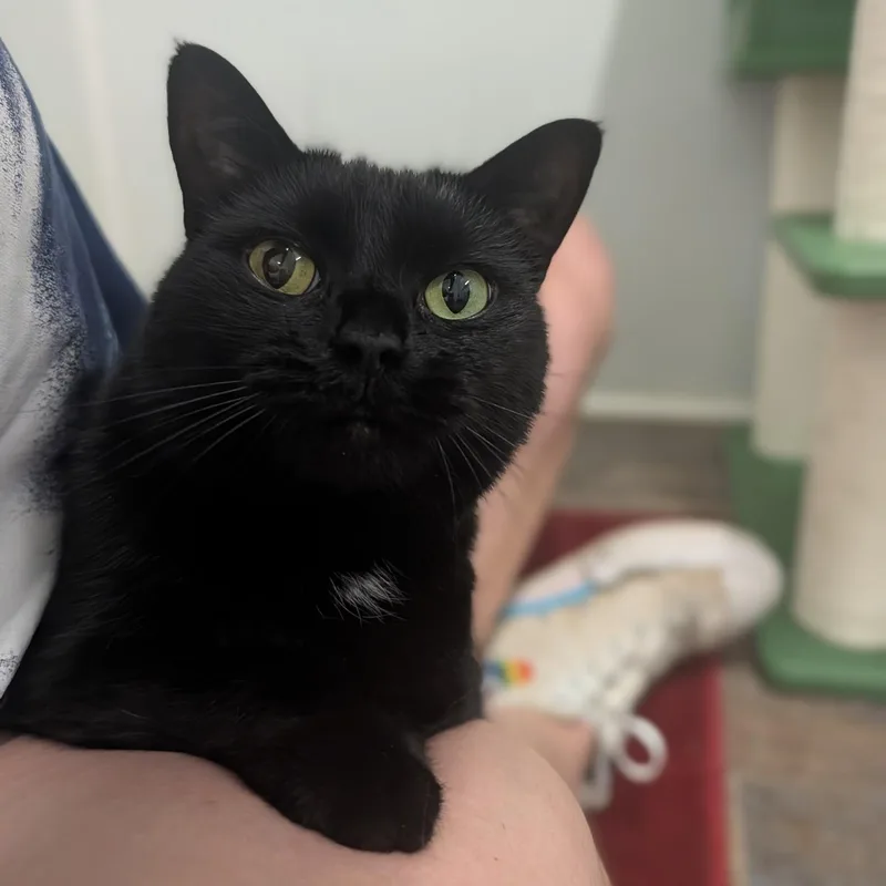 A senior medium-sized female Black Domestic Short Hair cat named Luna for adoption in Waynesville, NC