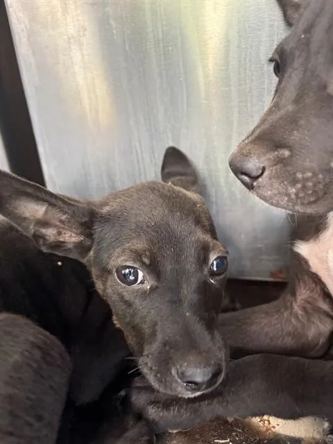 A baby small-sized female German Shepherd Dog dog named A for adoption in Oklahoma City, OK