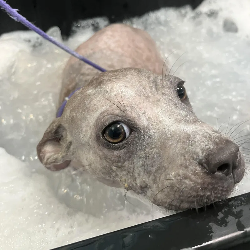 A young small-sized male Terrier dog named Boo Berry for adoption in Bulverde, TX