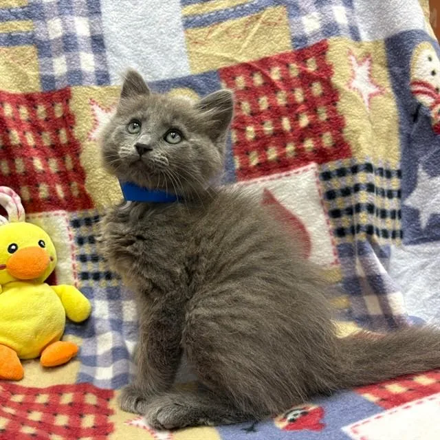 A baby small-sized male Domestic Long Hair cat named Wolfie for adoption in Rancho Cucamonga, CA